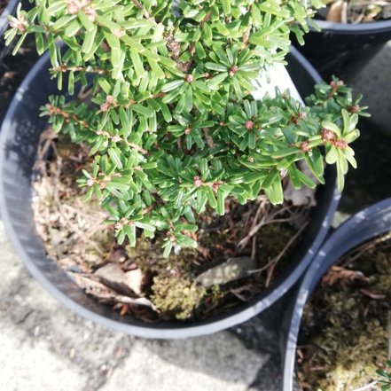 Jedľovec rôznolistý japonský Minikin, Tsuga diversifolia, kontajner, 20 – 40 cm