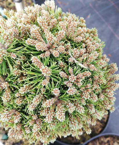 Borovica horská Minimops , Pinus mugo, 20 - 40 cm, kont. 3l