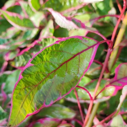 Drieň biely Miracle, Cornus alba, + 40 cm, kont. 3l