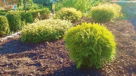 Tuja západná Mirjam, Thuja occidentalis 20 - 30 cm, kont. 3l