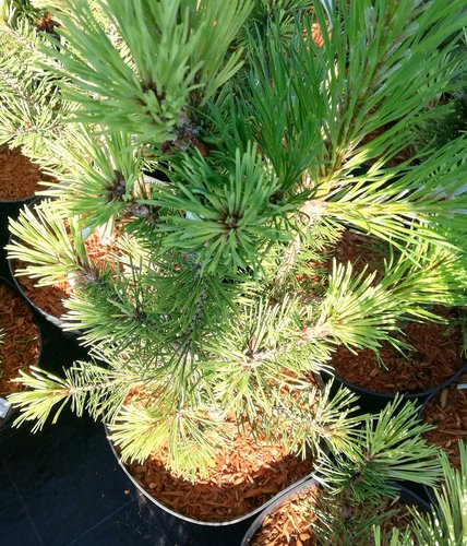 Borovica horská Misty, Pinus mugo, 30 - 60 cm, kont. 3l