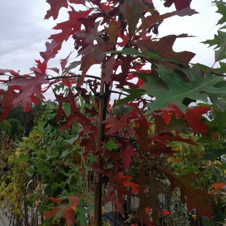 Dub močiarný, Quercus palustris, 170 - 180 cm, kont. 3I