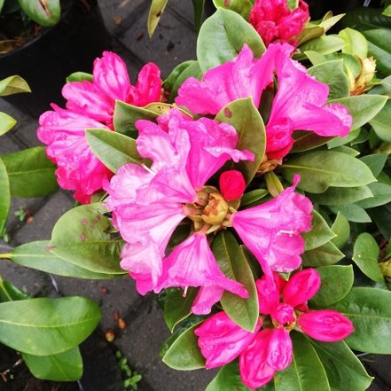 Rododendron Morgenrot, Rhododendron 30 - 50 cm, kont. 4l