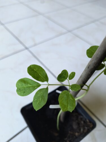 Moringa olejodárna (Moringa), kont.