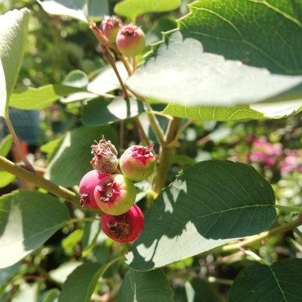 Muchovník jelšolistý Smoky, Amelanchier alnifolia kont. 0,5 l