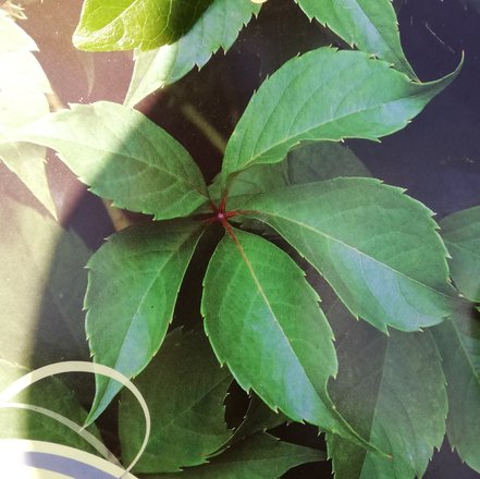 Pavinič päťlistý, Parthenocissus quinquefolia ,  40 - 60 cm, kont. 3l