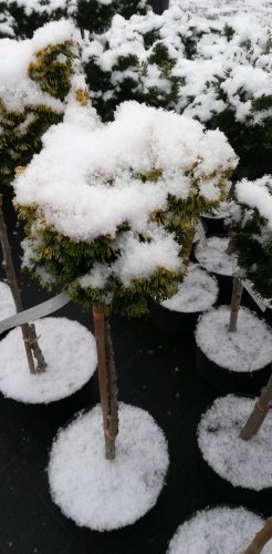 Cypruštek tupolistý Nana Aurea, Chamaecyparis obtusa, kontajner C5, na kmienku 70 cm