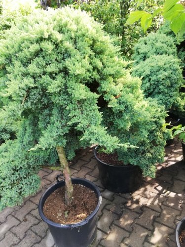 Borievka poliehavá Nana, Juniperus procumbens 130 - 140 cm, kont. 60l