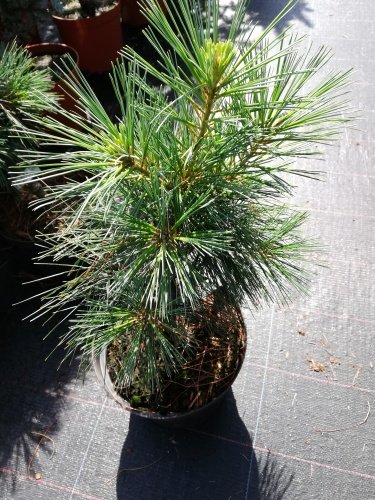 Borovica himalájska Nana, Pinus wallichiana, 25 – 30 cm, kont 4l