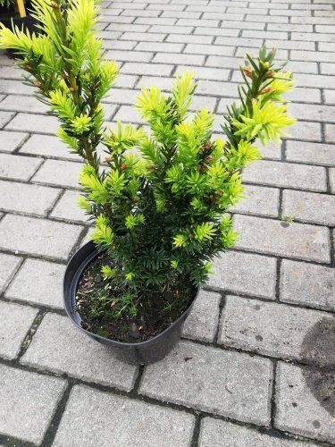 Tis japonský Nana, Taxus cuspidata, 20 - 30 cm, kont. 3l