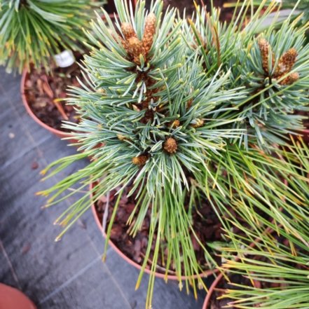 Borovica ohybná Navajo, Pinus flexilis, kontajner 3l, 30 – 40 cm