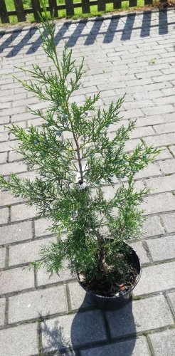 Borievka čínska Neaboriensis, Juniperus chinensis 40 - 60 cm, kont. 2l