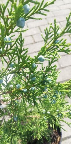 Borievka čínska Neaboriensis, Juniperus chinensis 40 - 60 cm, kont. 2l