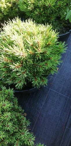 Borovica horská Nerost, Pinus mugo, 20 - 30 cm, kont. P9