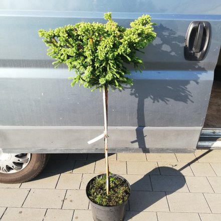 Kryptoméria japonská Dinger, Cryptomeria japonica, 75 cm na kmienku, kontajner 7l