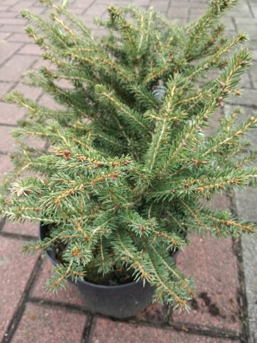 Smrek obyčajný Nidiformis, Picea abies 10 - 25 cm, kont. 3l