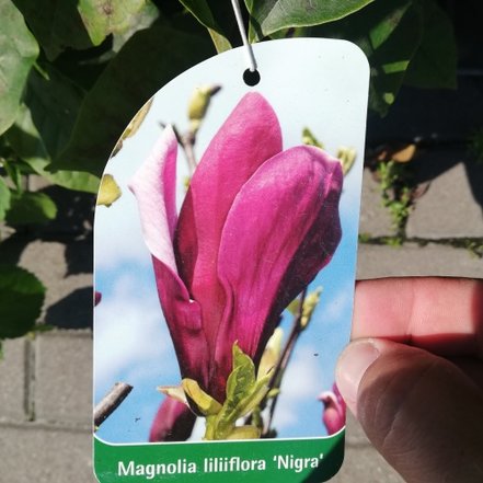 Magnólia ľaliokvetá Nigra, Magnolia liliflora 30 - 40 cm, kont. 3l