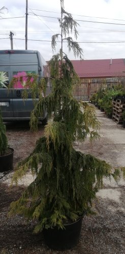 Cypruštek Nutkajský Pendula, Chamaecyparis nootkatensis, + 180cm, kont. 20l