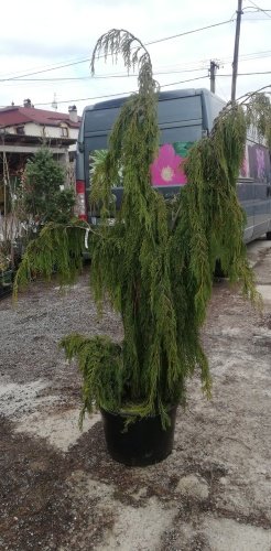 Cypruštek Nutkajský Pendula, Chamaecyparis nootkatensis, + 180cm, kont. 20l