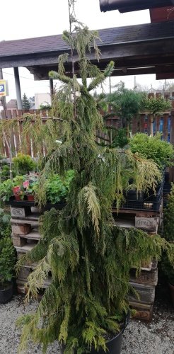 Cypruštek Nutkajský Pendula, Chamaecyparis nootkatensis, + 180cm, kont. 20l