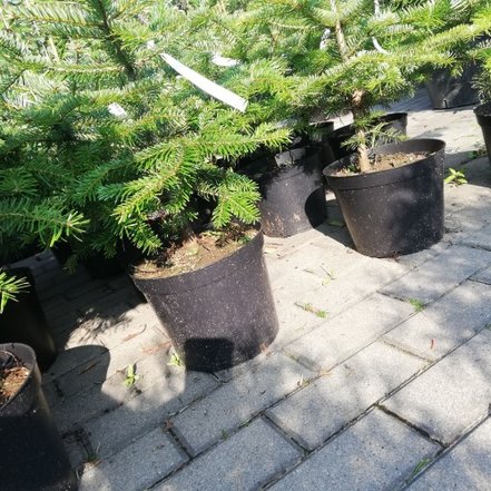 Jedľa kaukazká, Abies nordmanniana, 20 - 45 cm, kont. 3l