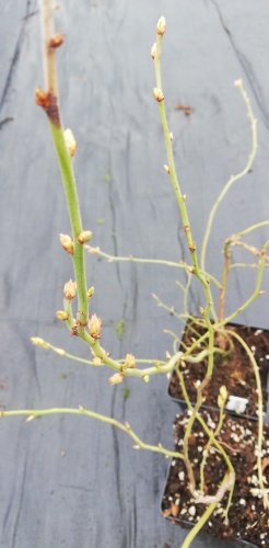Čučoriedka North BlueVaccinium corymbosum  kont. sadenica