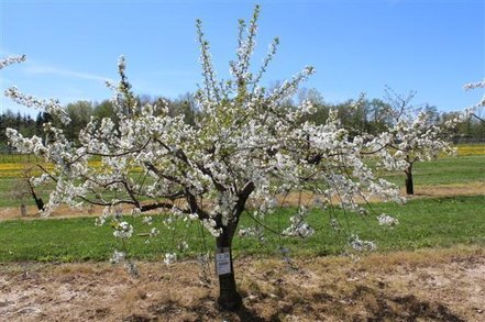 Višňa - čerešňa višňová Northstar, Prunus cerasus 180 - 190 cm, kont. 10l