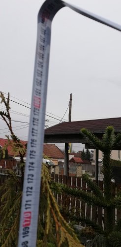 Cypruštek Nutkajský Pendula, Chamaecyparis nootkatensis, + 180cm, kont. 20l