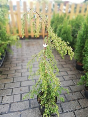 Borievka obyčajná Oblonga Pendula, Juniperus communis, 40- 50 cm, kont. 3l