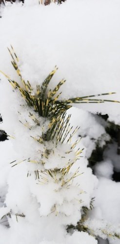 Borovica hustokvetá Oculus Draconis, Pinus densiflora, 50 - 70 cm, kont. 5l