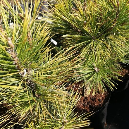 Borovica drobnokvetá Ogon, Pinus parviflora, kontajner C10 , 40-50 cm