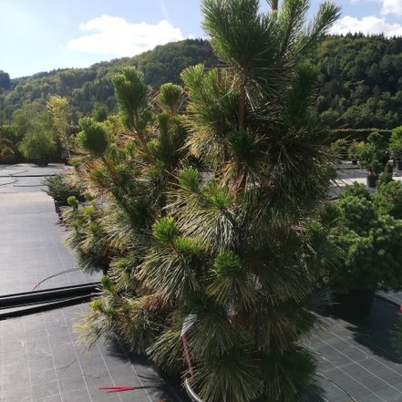Borovica drobnokvetá Ogon, Pinus parviflora, kontajner C30 , + 100 cm