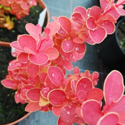 Dráč thunbergov Orange Ice, Berberis thunbergii, 20 - 25 cm kontajner 3l