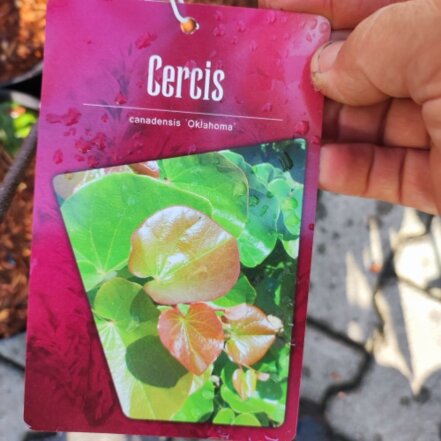Judášovec kanadský Oklahoma, Cercis canadensis, + 80 cm, kontajner 5l