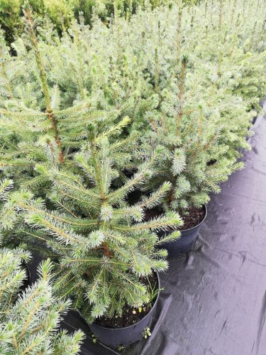 Smrek omorikový-balkánsky, Picea omorika 20 - 30 cm, kont. 3l