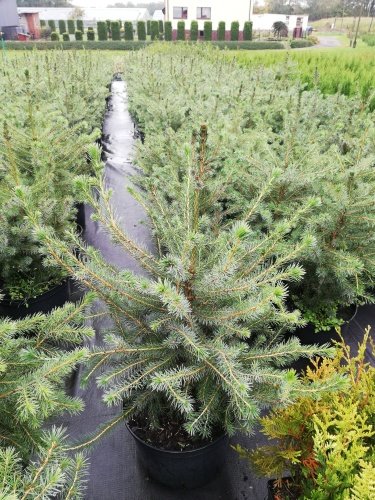 Smrek omorikový-balkánsky, Picea omorika 30 - 40 cm, kont. 5l