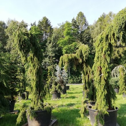 Smrek omorikový Pendula, Picea omorika 300 - 400 cm, kont. 100l