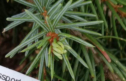 Smrek omorikový Pendula, Picea omorika 300 - 400 cm, kont. 100l