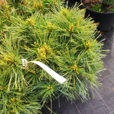 Borovica hladká Ontario, Pinus strobus, kontajner C3, výška 20- 45cm