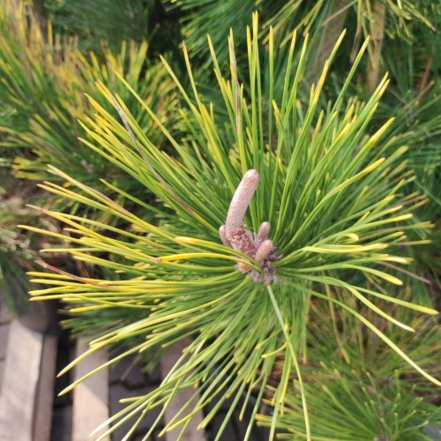 Borovica drobnokvetá Ogon, Pinus parviflora, kontajner C30 , + 100 cm