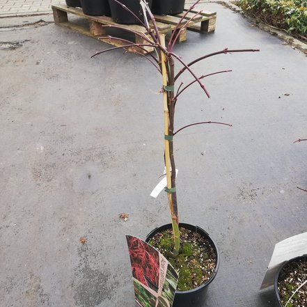 Javor dlaňovitolistý Orangeola, Acer palmatum, 60 – 70 cm, kontajner C 3l