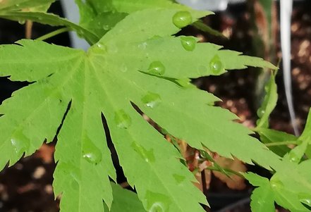 Javor dlaňovitolistý Orange Dream, Acer palmatum , 40 – 70 cm, kontajner C 3
