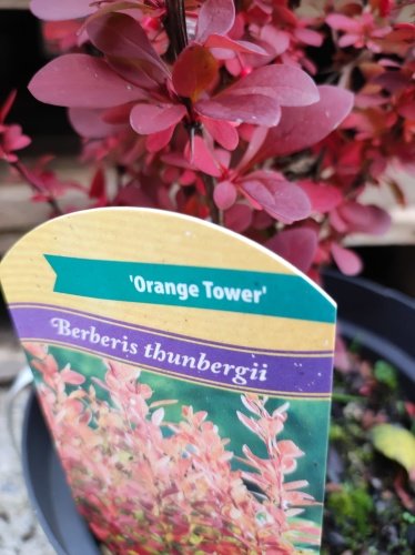 Dráč Thunbergov Orange tower Berberis thunbergii, kontajner 2l. 30-40cm