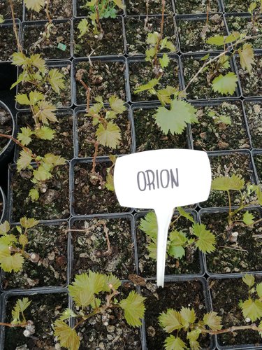Vinič hroznorodý Orion, Vitis vinifera, kontajnerovaná sadenica 1 l