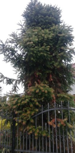 Ostrolistec čínsky, Cunninghamia lanceolata, kont. 3l, 40 - 50 cm