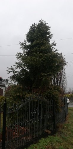 Ostrolistec čínsky, Cunninghamia lanceolata, kont. 3l, 40 - 50 cm