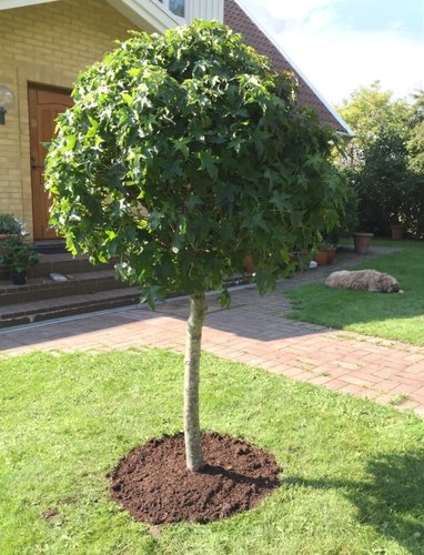 Ambrovník styraxový Gum Ball, Liquidambar styraciflua, na kmienku + 200 cm, kontajner 10l