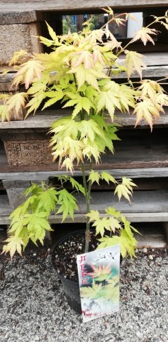 Javor dlaňovitolistý Orange Dream, Acer palmatum , 40 – 70 cm, kontajner C 3