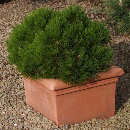 Borovica pancierová Schmidtii, Pinus leucodermis – heldreichii, 10 - 20 cm, kont. 3l