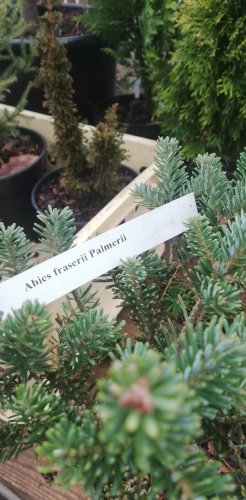 Jedľa fraserová Palmeri, Abies fraseri 20 - 25 cm, kont. P9